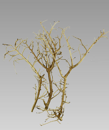 Tree Skeleton